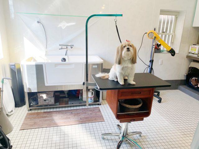 DOG SALON 【SUNNY】