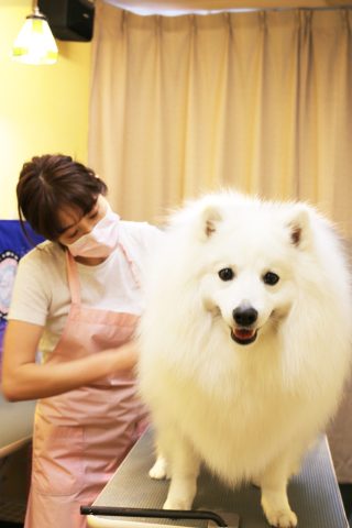 Dog salon 【ナナズ パフェ】
